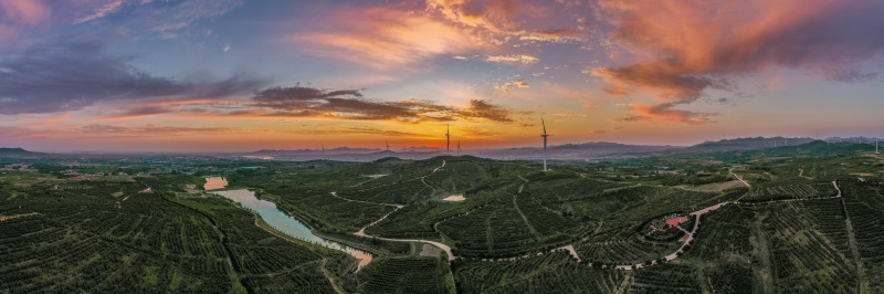 华山农林万亩榛子示范基地一角